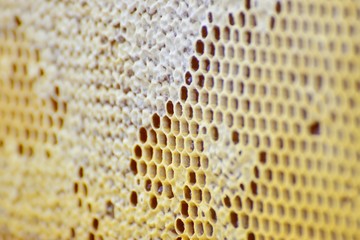 honeycomb