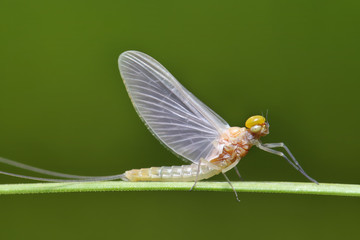 Macro of a small  mayfly resting on a blade of grass. 
 - obrazy, fototapety, plakaty