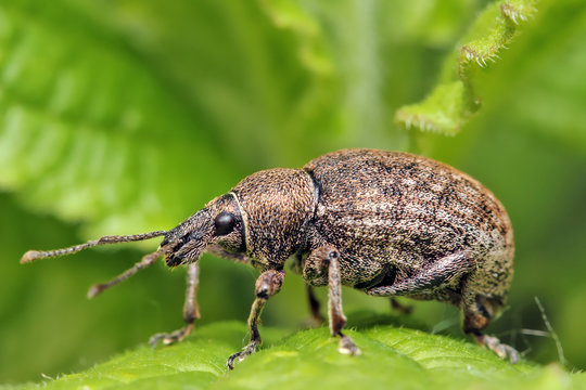 Beetle weevil runs on a green leaf in the grass.
