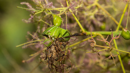Grüne Wanze