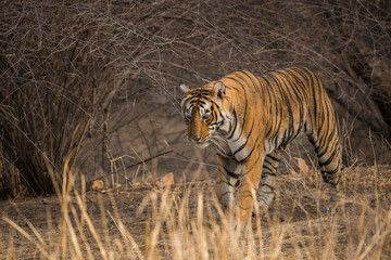 Fototapeta na wymiar Tigress marking her territory
