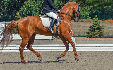 Dressage horse and rider. Sorrel horse portrait during equestrian sport competition. Advanced...