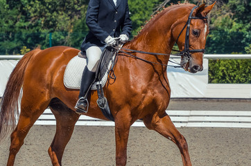Dressage horse and rider. Sorrel horse portrait during equestrian sport competition. Advanced...