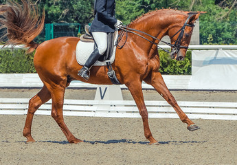 Dressage horse and rider. Sorrel horse portrait during equestrian sport competition. Advanced dressage test. Copy space for your text.
