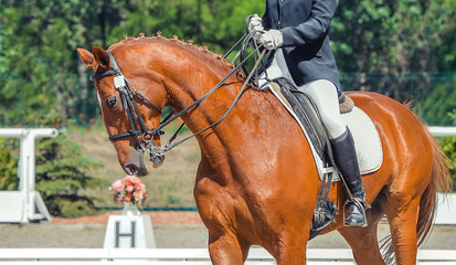 Dressage horse and rider. Sorrel horse portrait during equestrian sport competition. Advanced dressage test. Copy space for your text.