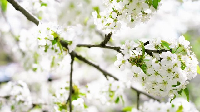 Close up branches of cherry with white blossom