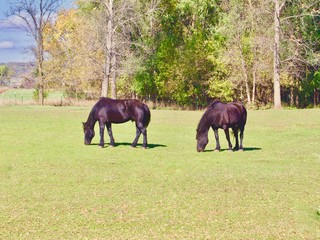 Two Dark Horses