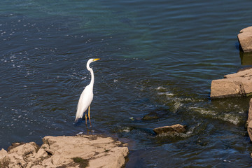 Great White Egret wading in shallow water of coastal estuary. Great white egret Ardea alba , also known as the common egret, large egret or great white heron.