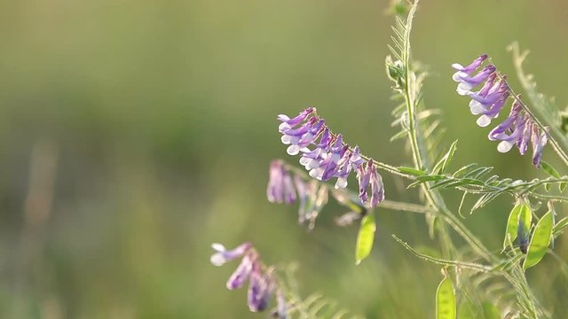 Vetch flowers close up in the field. Wild pea flowers blossom. Sunset backlight, dolly shot, shallow depth ot the field, 50 fps.