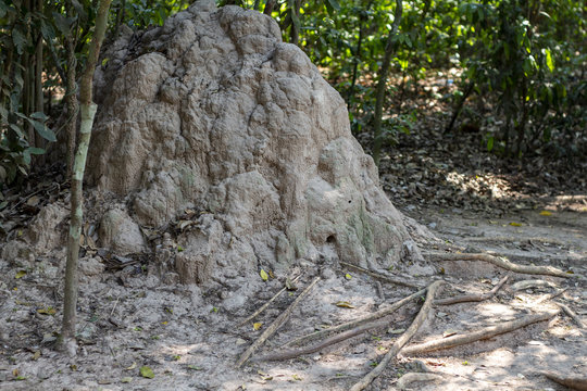 Termite mound in tropical forest. Termit ant nest in jungle. Sand and timber termitary. Insect building in wild nature.