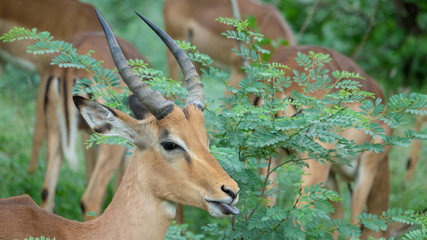 Impala streckt die Zunge raus