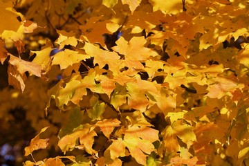 Golden Autumn Leaves