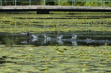 Coot running on water in a pond at Drottningholm, stockholm