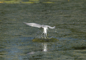 Common Tern fishing in a pond at Drottningholm, Stockholm