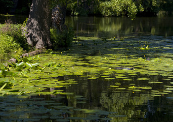 Coot in a pond with water lilies at Drottningholm, Stockholm