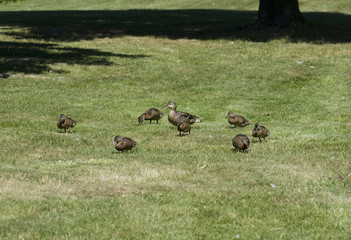 Mallard with chicks at Drottingholm Stockholm