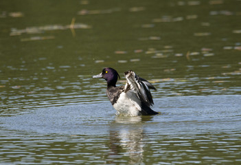 Coot flapping with wings after preening i a pond at Drottningholm, Stockholm