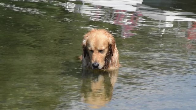 Cane della razza golden retriever seduto nell'acqua si gusta il bagno ed osserva i pesci