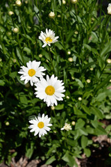 white daisy in the garden in the summer sun