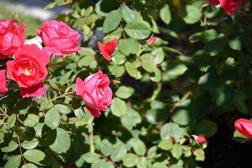 Rose bush with bee flying towards flower to collect pollen.  Beautiful summer day in the garden