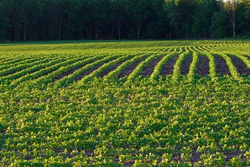 Young Soybeans