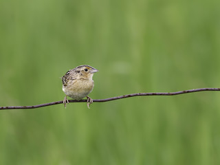 Fototapeta premium Grasshopper Sparrow Perched on Wire