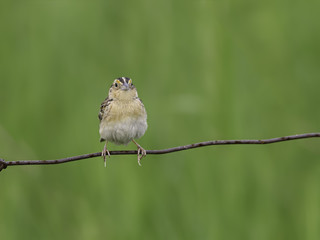 Grasshopper Sparrow Perched on Wire