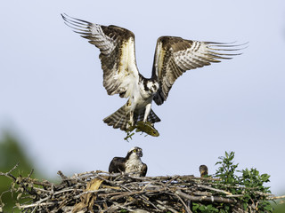 Osprey Delivers a Fish to the Nest