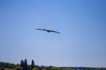 Fototapeta na wymiar Grey Heron Ardea cinerea in flight, Vinnitsa region, Ukraine.