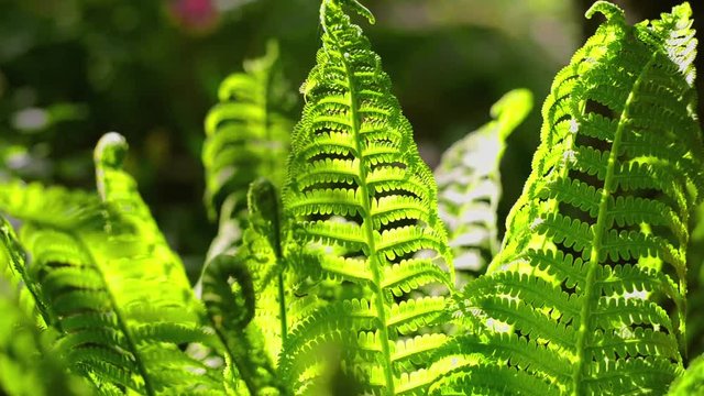 Silver Tree Ferns swaying on the wind in sunny day in sub-tropical rain-forest
