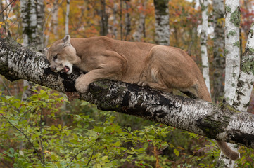Obraz premium Adult Male Cougar (Puma concolor) on Birch Branch Snarls Down