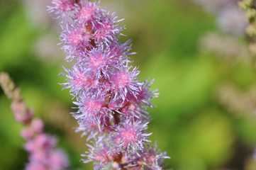 close-up of pink flowers of a false goat´s beard