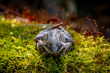 Isolated european Common Frog on mossy log. Frog. Common Frog Rana temporaria . Forest brown frog macro selective focus