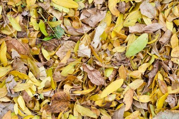 Autumn Leaves Background