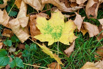 Yellow Green Maple Leaf