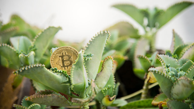 Bitcoin placed on leaves - background