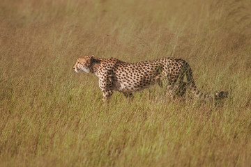 African cheetah, Masai Mara National Park, Kenya, Africa. Cat in nature habitat. Greeting of cats (Acinonyx jubatus)
