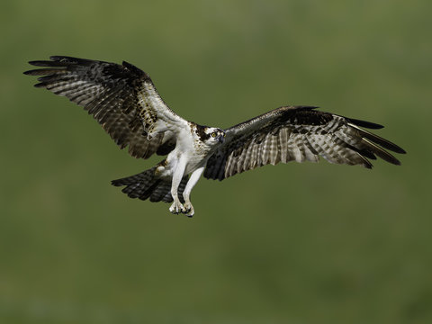 Osprey Landing on Green Background