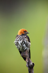 The lesser striped swallow (Cecropis abyssinica) sitting on the branch. Swallow with green...
