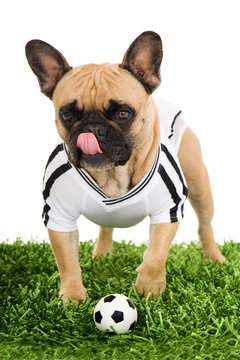 Bulldogge im Fußballtrikot schleckt sich das Maul isoliert auf weißem Grund