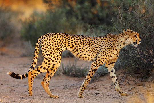 The cheetah (Acinonyx jubatus) walking through the grass at sunset among trees. African cat in the evening light.