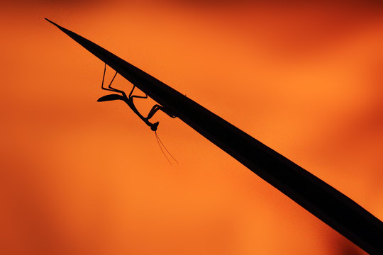 African mantis or African praying mantis (Sphodromantis lineola) sitting on a branch with an orange background. African mantis silhouette.