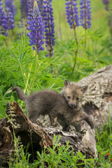 Red Fox (Vulpes vulpes) Kit Head Over Sibling