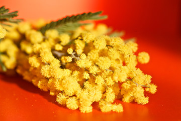 Желтые цветы мимоза в лучах солнечного света