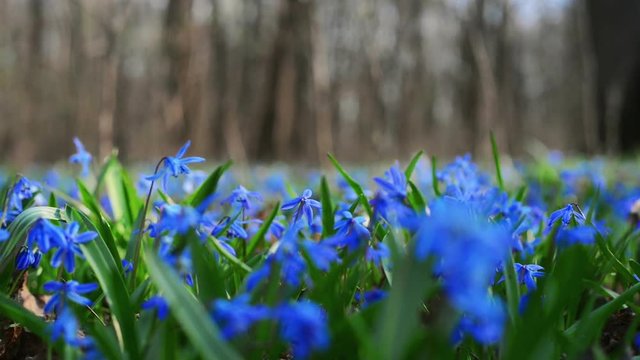 Scilla siberica or blue snowdrop in forest. Field of spring blue flowers or blue snowdrops. First spring bluebells