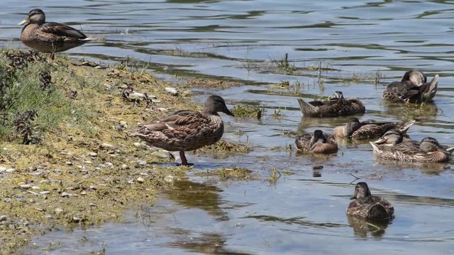 anatre sulle rive del lago si puliscono e si lavano con cura