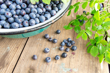 Fresh Bilberries from a bowl on old wooden table. Leaves with berries Bilberries on the Bush for background.Blueberries crumbled on the table