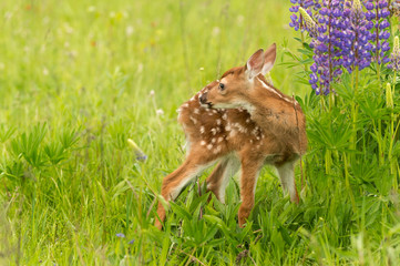 White-Tailed Deer Fawn (Odocoileus virginianus) Looks Back Next to Lupine