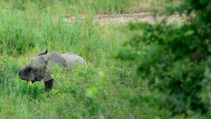 Elefant auf Safari in Südafrika