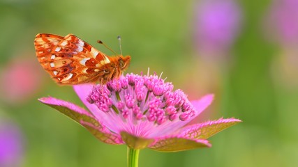 Boloria caucasica  130